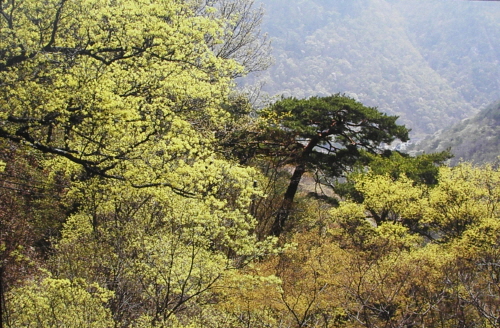 춘색